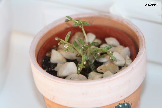 Crassula exilis subsp. Cooperi